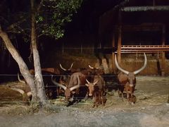 -清迈夜间动物园