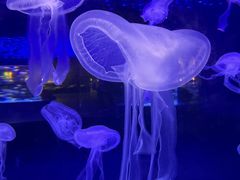 -皇家海洋乐园