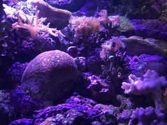 -悉尼海洋生物水族馆