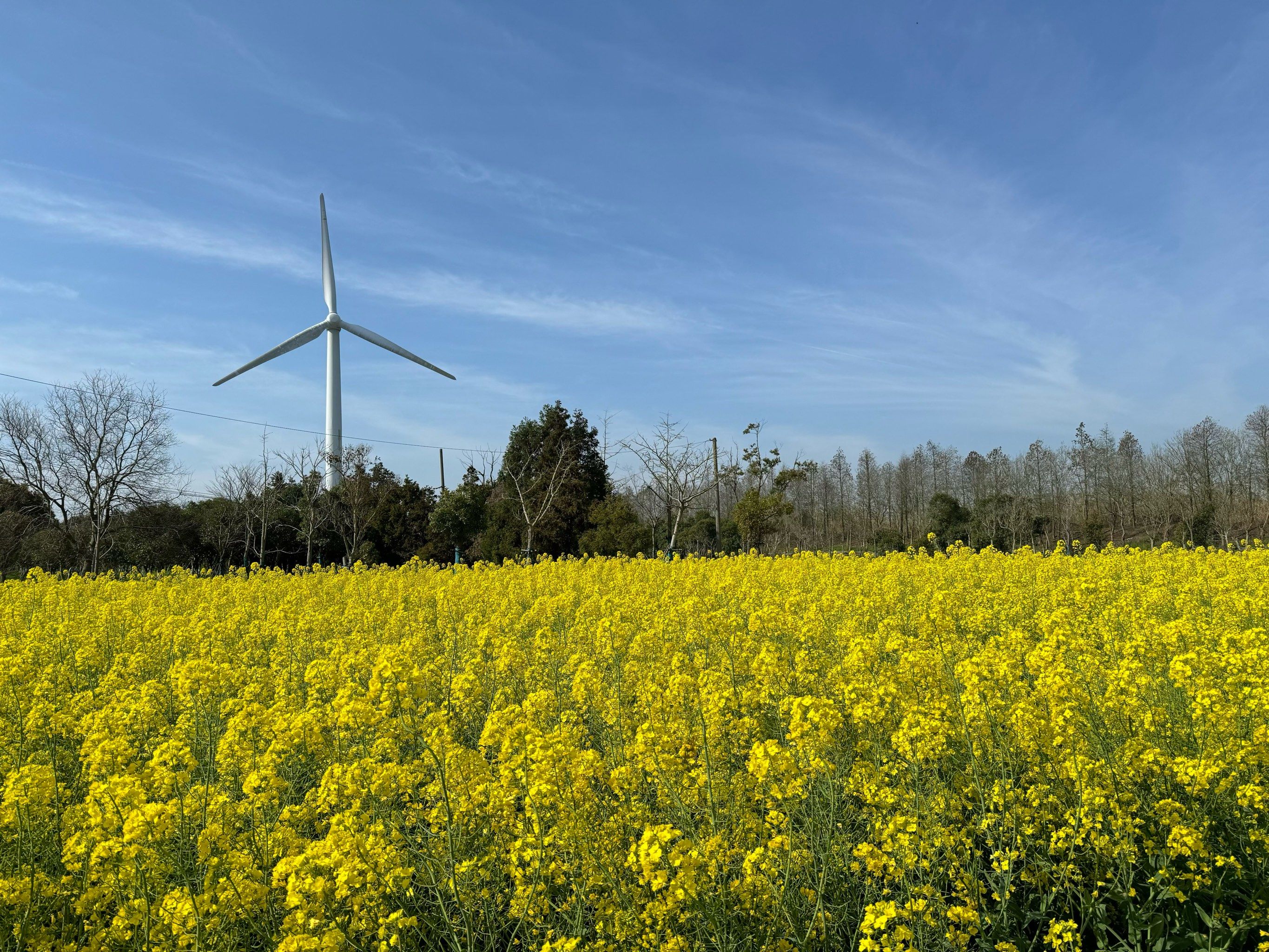 看油菜花何必去婺源 崇明东滩路上随处可见油菜