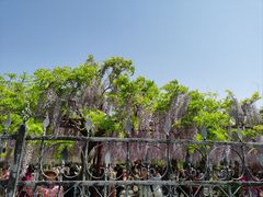 -嘉定紫藤园