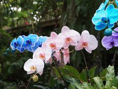 -中国科学院华南植物园