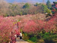 -梅花山(明孝陵内)