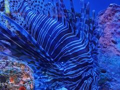 -上海海洋水族馆