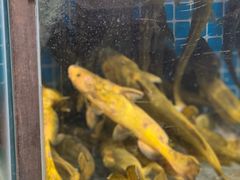 -胖姐渔村(中源大道店)