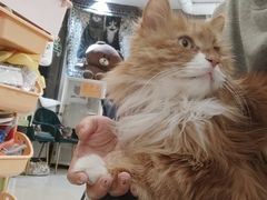-平行世界·猫咖(首经贸店)