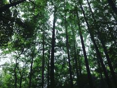 -虎跑公园