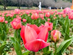 -苏州上方山国家森林公园