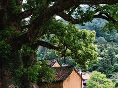 -杨家堂村