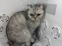 -爱洗澡的猫(望京店)