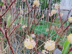 -前小桔亲子创意农场·草莓采摘·露营烧烤