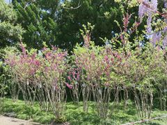 -嘉定紫藤园