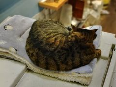 -猫的天空之城概念书店(杭州南宋御街店)