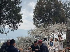 -香雪海