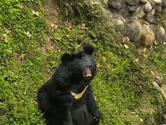 -都江堰中华大熊猫苑