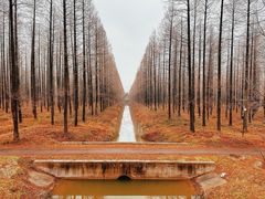 -黄海国家森林公园
