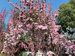 -南汇桃花村