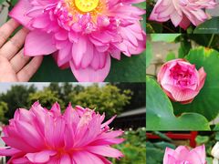 -莲花池公园