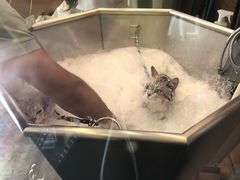 -PETKIT小佩宠物(古北店)