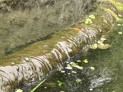 -成都市活水公园