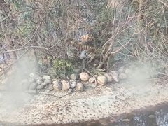 -合肥野生动物园
