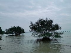 -宝安西湾红树林湿地公园