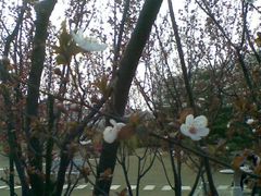 -武汉大学-樱园