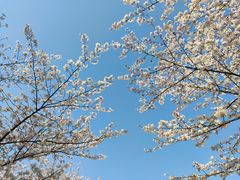 -顾村公园