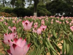 -松山湖梦幻百花洲