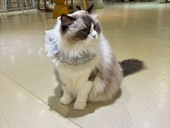 -藏猫猫咖啡主题馆(中央大道店)