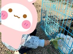 -喜杨洋草莓采摘园