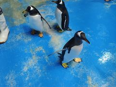 -泉城欧乐堡海洋极地世界