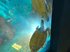 -石家庄海洋公园