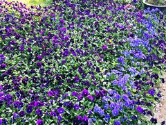 -南通洲际绿博园