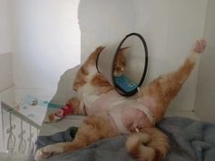 -宠颐生动物医院·心脏科·保险定点(锦阳分院)