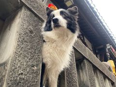 -磁器口古镇