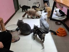-猫亿天猫咖