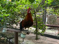 -呀路古热带植物园