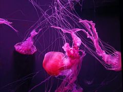 -成都浩海立方海洋公园