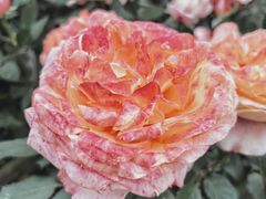 -三圣花乡旅游区