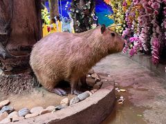 -正佳雨林生态植物园