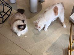 -藏猫猫咖啡主题馆(中央大道店)