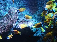 -太平洋海底世界