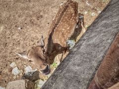 -无锡动物园·太湖欢乐园