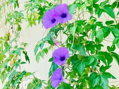 -鱼珠码头(轮渡站)