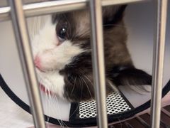 -瑞派康怡24h宠物医院·犬猫医疗中心·微创绝育(瑞景分院)