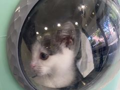 -艾吉宠物医院·疑难杂症转诊中心·猫友好(碧江路院)