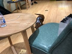 -Pets First伊珊娜洗护·精致美容·家庭式寄养(新会路店)