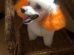 -优缇多格专业宠物美容师培训学校