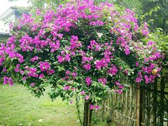 -三圣花乡旅游区